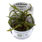 125 TC 緞帶椒草Cryptocoryne crispatula